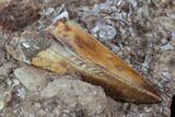 Two Phytosaur Teeth In Sandstone - New Mexico #107608-3